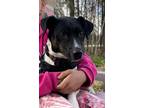 Adopt Rudy a Jack Russell Terrier