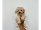 Poodle (Toy) PUPPY FOR SALE ADN-419405 - Teacup poodle