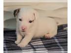 Jack Russell Terrier PUPPY FOR SALE ADN-419210 - Puppies for Sale