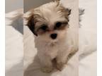 ShihPoo PUPPY FOR SALE ADN-419033 - Beautiful Shihpoo puppy ready to join your