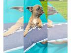 French Bulldog PUPPY FOR SALE ADN-419317 - Puppy for your heart