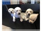 Labrador Retriever PUPPY FOR SALE ADN-419258 - Yellow Lab puppies