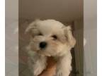 Maltese PUPPY FOR SALE ADN-418979 - Pretty Maltese Puppy