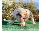 English Bulldog PUPPY FOR SALE ADN-419115 - 9 week old english bulldog puppies