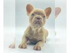 French Bulldog PUPPY FOR SALE ADN-419286 - Eve Isabella