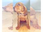 Bloodhound PUPPY FOR SALE ADN-419165 - Bloodhound puppies