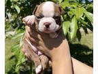 Boston Terrier PUPPY FOR SALE ADN-419144 - Litter of 4 puppies