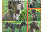 Great Dane PUPPY FOR SALE ADN-419229 - AKC Chocolate Great Danes