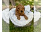 Goldendoodle-Poodle (Miniature) Mix PUPPY FOR SALE ADN-419244 - Deep Red F1b