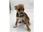 Adopt Marrical a Mixed Breed