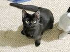 Adopt Mandy - lap kitten who loves to snuggle! a Domestic Short Hair