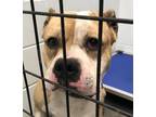 Adopt MARC a Pit Bull Terrier