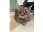 Adopt Theodore a Tabby