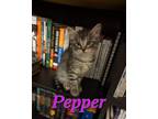 Adopt Pepper a Domestic Short Hair, Tabby