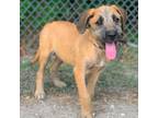 Adopt Heather a Airedale Terrier, Black Mouth Cur