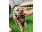 Adopt Coral a Mixed Breed, Poodle