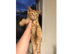 Adopt Oliver Lavin a Domestic Short Hair
