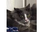 Adopt Professor Whiskersworth a Domestic Long Hair