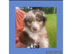 Adopt Leo a Australian Shepherd