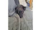 Adopt Melody a Black Labrador Retriever