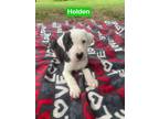 Adopt Holden a Pit Bull Terrier, Labrador Retriever