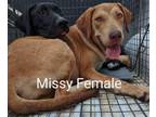 Adopt Missy a Great Dane, Mixed Breed