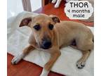 Adopt Thor a Labrador Retriever
