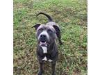 Adopt Buster a Staffordshire Bull Terrier