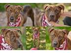 Adopt Rocky a Staffordshire Bull Terrier