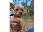 Adopt Sweet Frederick a Yorkshire Terrier
