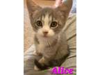 Adopt Alice A Domestic Short Hair