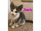 Adopt Jessie A Domestic Short Hair