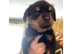 Rottweiler Puppy for sale in Fontana, CA, USA