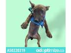 Adopt 50220319 a Brindle Bull Terrier / Mixed dog in El Paso, TX (35171434)