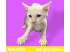 Adopt 50542433 a Orange or Red Siamese / Mixed cat in El Paso, TX (35171377)