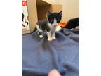 Adopt Ahsoka a All Black Domestic Shorthair / Domestic Shorthair / Mixed cat in