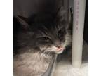 Adopt Simeon a Domestic Longhair cat in Roanoke, VA (35169672)