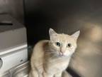 Adopt Daisy a Domestic Shorthair cat in Roanoke, VA (35169670)