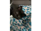 Adopt Olive a Domestic Shorthair cat in Roanoke, VA (35169662)