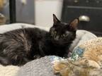 Adopt Sita a Domestic Shorthair cat in Roanoke, VA (35169661)