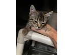 Adopt Waylen a Domestic Shorthair cat in Roanoke, VA (35169639)