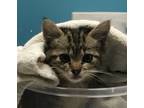 Adopt Munchkin a Domestic Shorthair / Mixed cat in Escondido, CA (35167178)