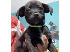 Adopt Rick a Mixed Breed (Small) / Mixed dog in Mipiltas, CA (35167400)