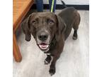 Adopt Dennis a Black Basset Hound / Labrador Retriever / Mixed dog in Wichita