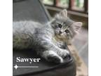 Adopt Sawyer a Gray or Blue Domestic Longhair / Mixed cat in Gainesville