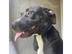 Adopt Jaxon a Black Labrador Retriever / Mixed dog in Greensboro, NC (35164817)