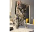 Adopt Flip a Calico or Dilute Calico Bengal / Mixed (short coat) cat in Lantana