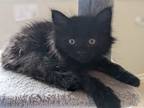 Adopt Dolphin a All Black Domestic Longhair cat in Denver, CO (35163370)