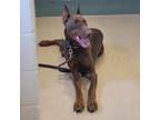 Adopt Red Man a Doberman Pinscher / Mixed dog in Fairport, NY (35163867)