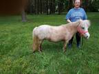 Adopt Lacey a Appy Miniature / Mixed horse in Dewey, IL (35163209)